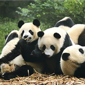 熊猫互娱破产清算