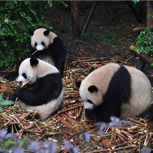 王思聪成立熊猫tv