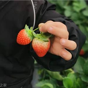 草莓刺客
